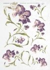 flowers, irises, with irises flowers, purple irises, long stems, natural size 