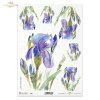 irys, irysy, kosaciec, kosaćce, kwiat, kwiatek, kwiatki, R987, iris, irises, flower, iris, lirios, guadaña, flor, Schwertlilie, Sense, Blume