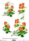 rice-paper-decoupage-nasturtium-flowers-meadow-garden-Krystyna-Jałochowska-R0125 