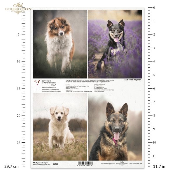 Papier decoupage, papier, Schronisko w Korabiewicach, fotografie zwierząt, psy, Dorota Majcher, Shelter in Korabiewice, animal photography, dogs, Tierheim in Korabiewice, Tierfotografie, Hunde, Refugio en Korabiewice, fotografía