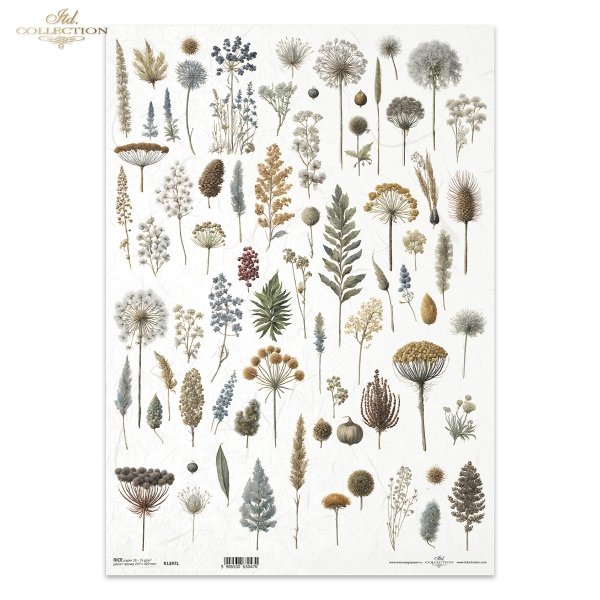ususzone kwiatki, zioła, rośliny, suszki*dried flowers, herbs, plants, dries*Trockenblumen, Kräuter, Pflanzen, getrocknet*flores secas, hierbas, plantas, seca