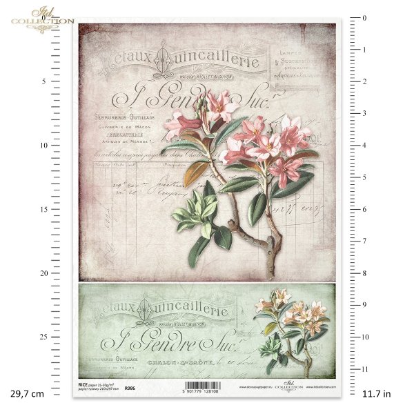 oleander, oleandry, kwiat, ogród, lato, stary dokument, R986, oleander, flower, garden, summer, old documentary, Oleander, Blume, Garten, Sommer, altes Dokument, adelfa, flor, jardín, verano, documental antiguo