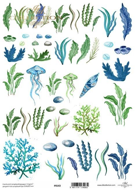 wodorosty, meduzy, trawy, rośliny morskie*Seaweeds, jellyfish, grasses, sea plants*Algen, Quallen, Gräser, Meerespflanzen