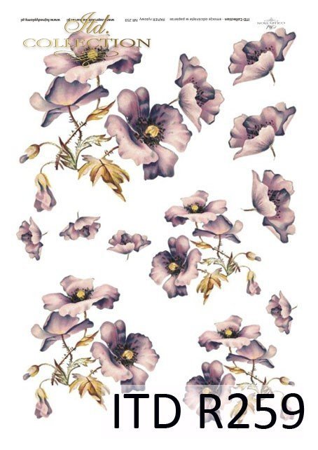 kwiaty, maki, mak, polne kwiaty, polne maki, fioletowe maki, maki ogrodowe, makowe kwiaty, R259