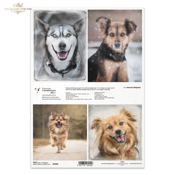 Papier decoupage, papier, Schronisko w Korabiewicach, fotografie zwierząt, psy, Dorota Majcher, Shelter in Korabiewice, animal photography, dogs, Tierheim in Korabiewice, Tierfotografie, Hunde, Refugio en Korabiewice