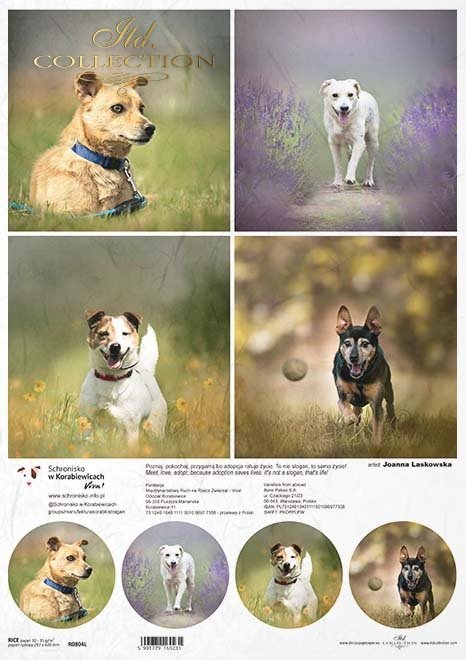 Schronisko w Korabiewicach, fotografie zwierząt, psy, Joanna Laskowska*Shelter in Korabiewice, animal photography, dogs, Joanna Laskowska*Tierheim in Korabiewice, Tierfotografie, Hunde, Joanna Laskowska*Refugio en Korabiewice, fotografía de animales, perr