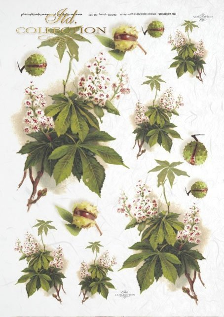 hestnut, chestnut flowers, chestnut branches, chestnut leaves, chestnut seeds-R0322