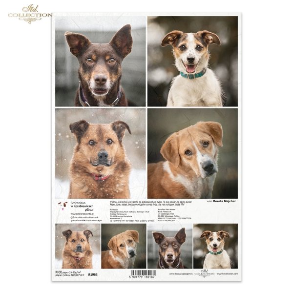 Papier decoupage, papier, Schronisko w Korabiewicach, fotografie zwierząt, psy, Dorota Majcher, Shelter in Korabiewice, animal photography, dogs, Tierheim in Korabiewice, Tierfotografie, Hunde, Refugio en Korabiewice, fotografía