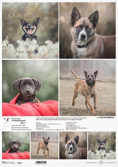 Schronisko w Korabiewicach, fotografie zwierząt, psy, Dorota Majcher*Shelter in Korabiewice, animal photography, dogs, Dorota Majcher*Tierheim in Korabiewice, Tierfotografie, Hunde, Dorota Majcher*Refugio en Korabiewice, fotografía de animales, perros, Do