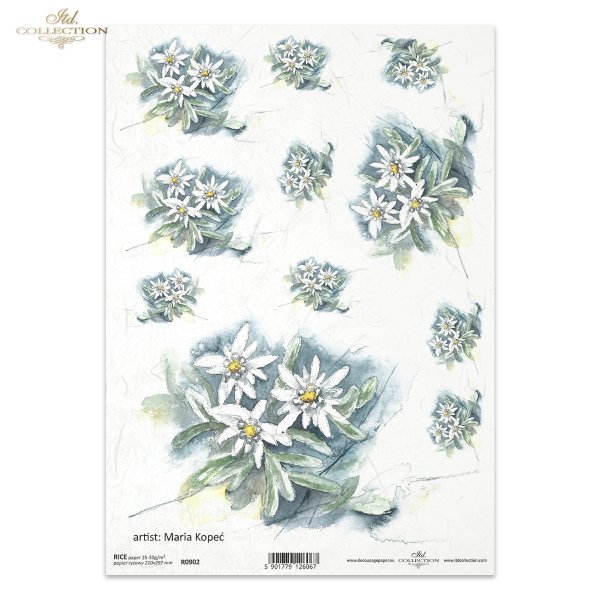 szarotka, kwiat, ogród, łąka, wiosna, autorka grafiki Maria Kopeć, R902, edelweiss, flower, garden, meadow, spring, Edelweiß, Blume, Garten, Wiese, Frühling, edelweiss, flor, jardín, prado, primavera