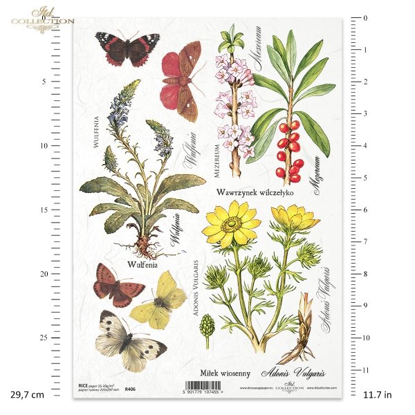 zioła, ziółka, kwiaty, motyle, łąka, rośliny, motyl, motyle, Wulfenia, Wawrzynek wilczełyko, mezereum, Miłek wiosenny, R406