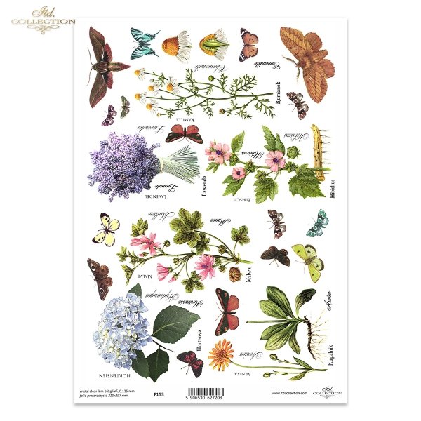 łąka, hortensja, malwa, arnika, kupalnik, kwiat, kwiaty, łąka, rośliny, motyl, motyle, rumianek, hibiskus, lawenda*meadow, hydrangea, mallow, arnica, cupua, flowers, meadow, plants, butterfly, butterflies, chamomile, hibiscus, lavender*Wiese, Hortensie, M