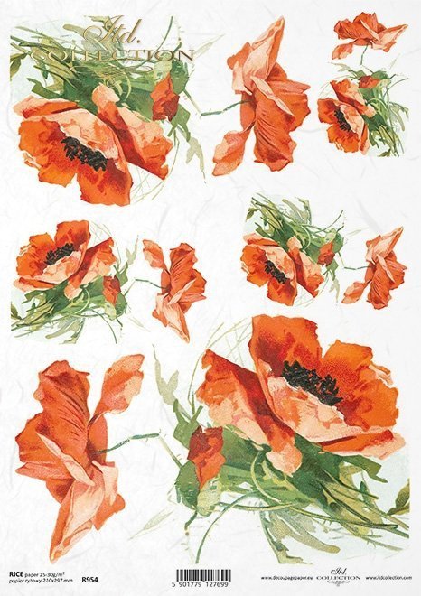 mak, maki, makowe, kwiat, łąka, ogród, lato, R954, poppy, flower, meadow, garden, summer, Mohn, Mohnblume, Blume, Wiese, Garten, Sommer, amapola, flor, prado, jardín, verano