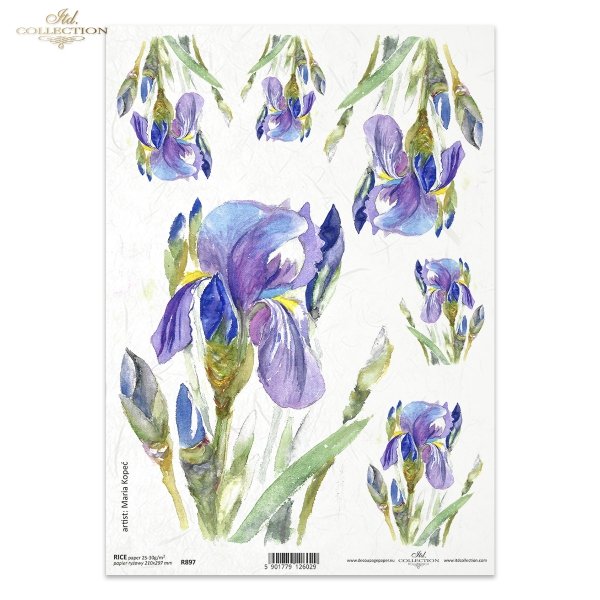 irys, irysy, kosaciec, kosaćce, kwiat, kwiatek, kwiatki, R987, iris, irises, flower, iris, lirios, guadaña, flor, Schwertlilie, Sense, Blume