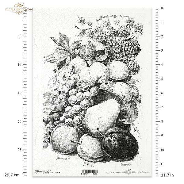 martwa natura retro, w czerni i bieli. Oowoce, agrest, maliny, kiść, czerwona porzeczka, gruszki, morele