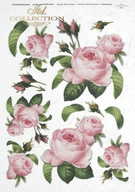 roża, róże, Rose, roses, buds, leaves, bouquets, flowers, flower, R036