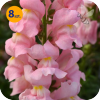 ANTIRRHINUM MAJUS ROCKET ROSE 8 SZTUK