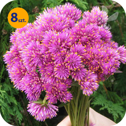GOMPHRENA PULCHELLA FIREWORKS 8 SZTUK