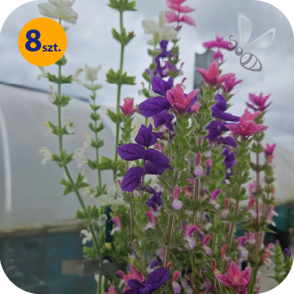 SALVIA VIRIDIS SAGITTA FORMULA MIX 8 SZTUK