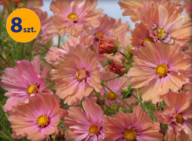 COSMOS BIPINNATUS APRICOTTA 8 SZTUK