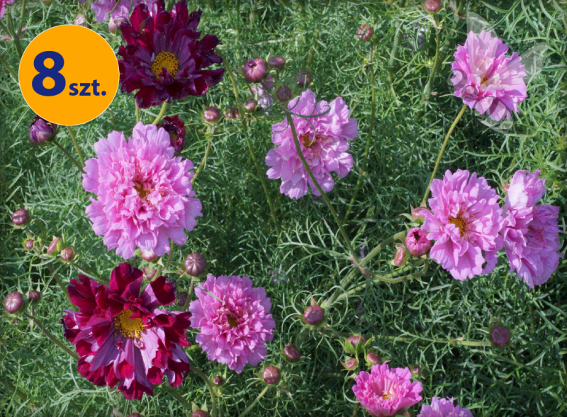 COSMOS BIPINNATUS DOUBLE CLICK MIX 8 SZTUK