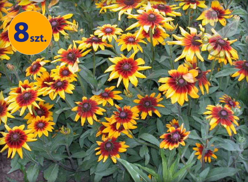 RUDBECKIA HIRTA CAPPUCCINO 8 SZTUK