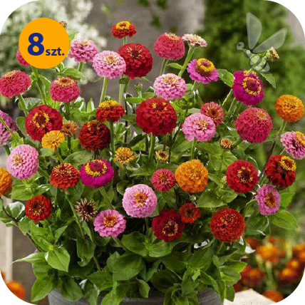 ZINNIA ELEGANS LILLIPUT MIX 8 SZTUK