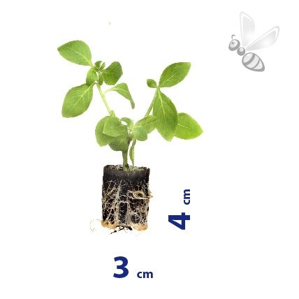 ZINNIA ELEGANS GULLIVER LIME 8 SZTUK