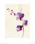 Orchidea, Storczyk - reprodukcja