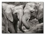 Obraz do salonu - Elephants in Love - 80x60 cm