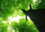 Fototapeta naśćianę - Gigatyczne drzewo - 254x183 cm