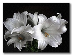 Obraz do salonu - Białe lilie - 120x90 cm