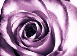 Fototapeta na ścianę - Purpurowa róża - 254x183 cm