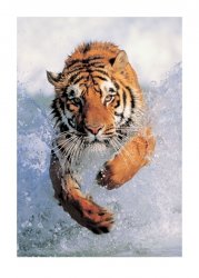 Running Wild - Tygrys - reprodukcja
