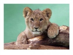 Lion Cub - reprodukcja