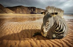 Fototapeta - Zebra na plaży - 175x115 cm