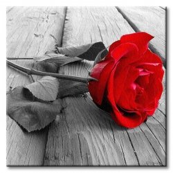Obraz Ścienny - Róża na Pomoście - 40x40cm
