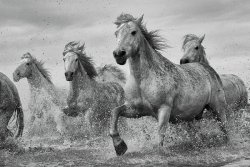 Camargue Galopujące Białe Konie - plakat ze zwierzętami