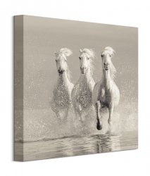 Three White Horses - obraz na płótnie