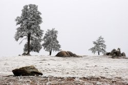 Frozen Meadow - plakat