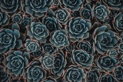 Plakat - Kwiaty 3d - Succulents