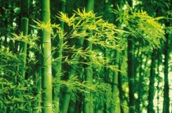 Fototapeta na ścianę - Bambusy Wiosną - 175x115 cm