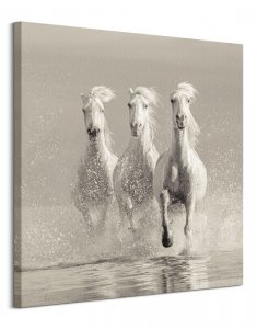 Obraz do salonu - Three White Horses - Konie 85x85 cm