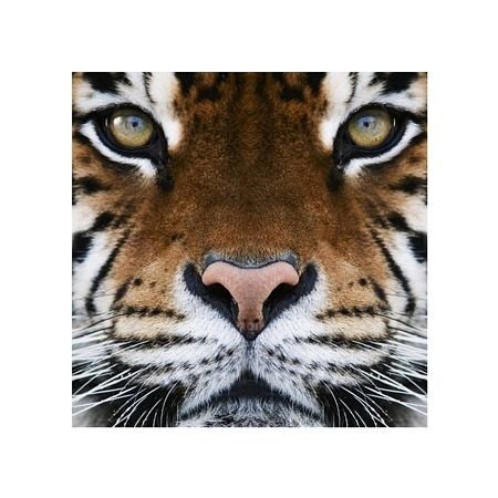 Tygrys - reprodukcja