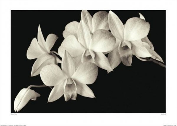 Biała Orchidea - reprodukcja