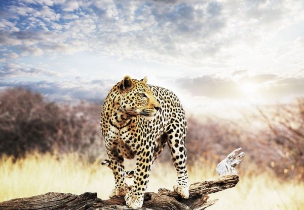 Fototapeta na ścianę - Leopard - 366x254 cm