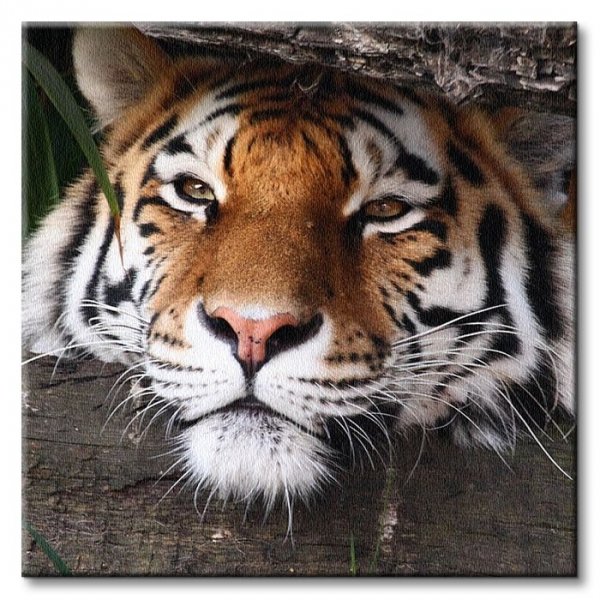 Obraz ścienny - Ukryty tygrys - 40x40cm