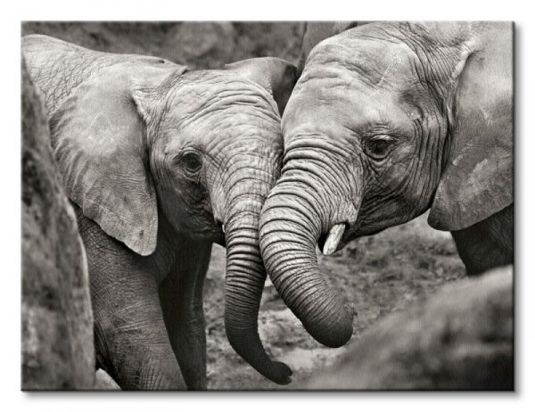 Obraz do salonu - Elephants in Love - 80x60 cm
