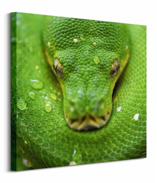 Kuranda Koala Gardens Snake - obraz na płótnie
