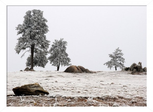 Frozen Meadow - plakat